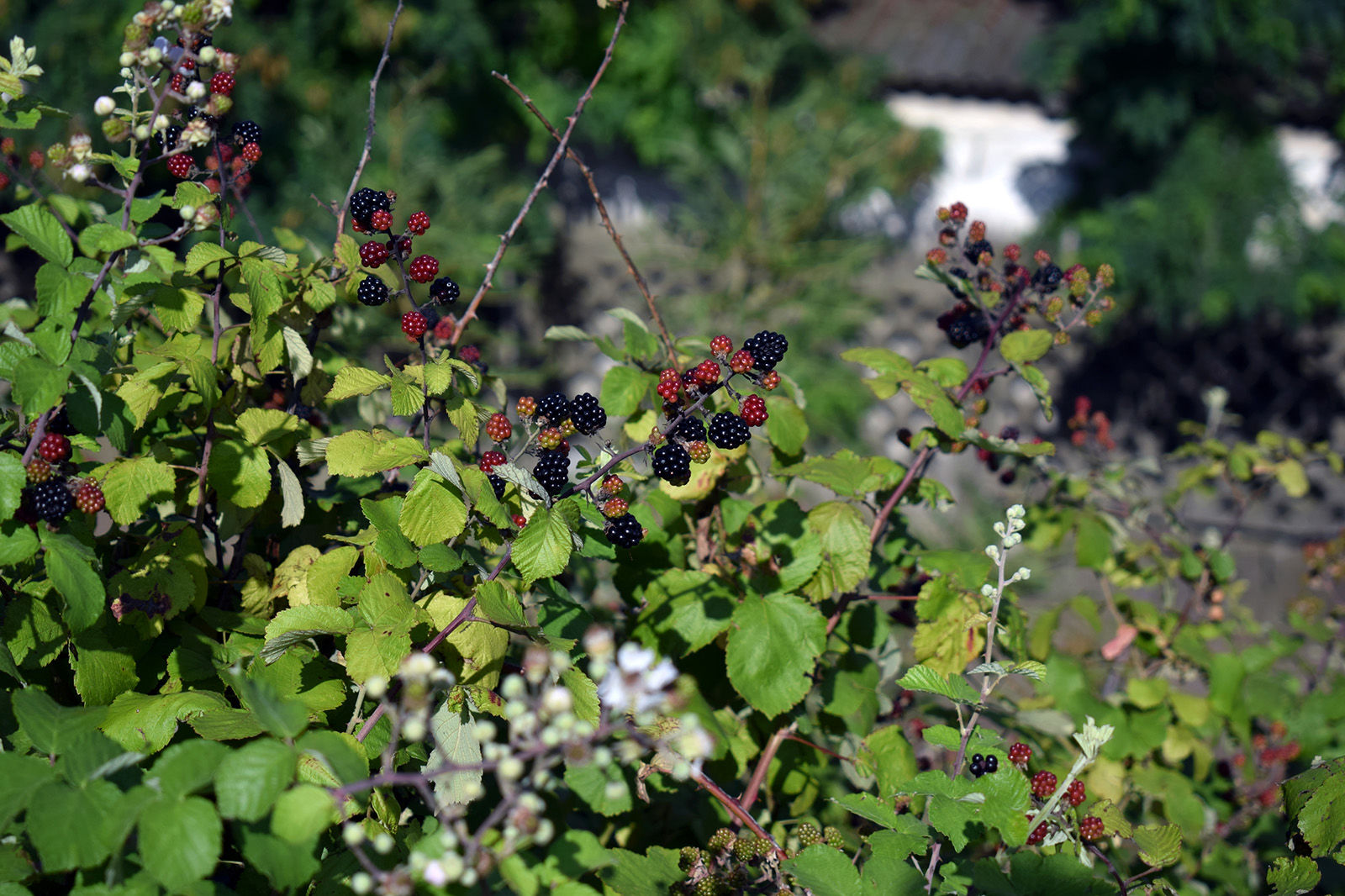 Blackberries